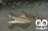 گونه کروکودیل پوزه کوتاه Mugger Crocodile